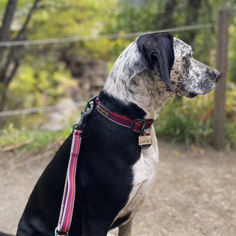 Collar Urbano para Perro WILD ASTER Chico Violeta Ollydog Ollydog 
