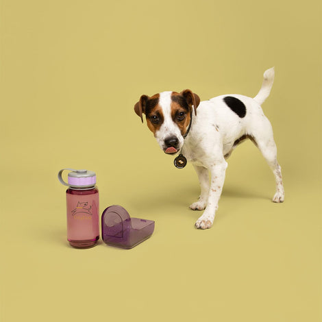 Botella de Agua para Perro 600 ml PLUM Violeta Ollydog Ollydog 