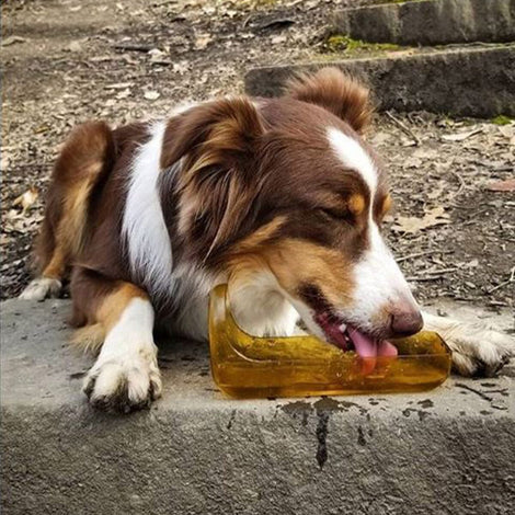 Botella de Agua para Perro 1 lt FLAME Naranja Ollydog Ollydog 