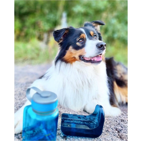 Kit De Viaje Para Mascotas Azul General Ollydog 