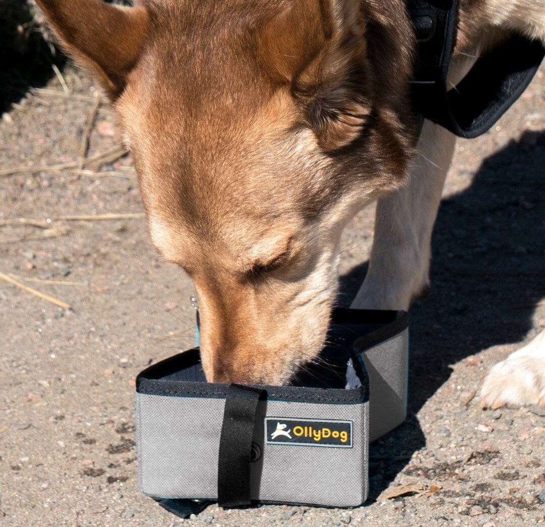 Tazón para Perro FLINT Gris Ollydog Ollydog 