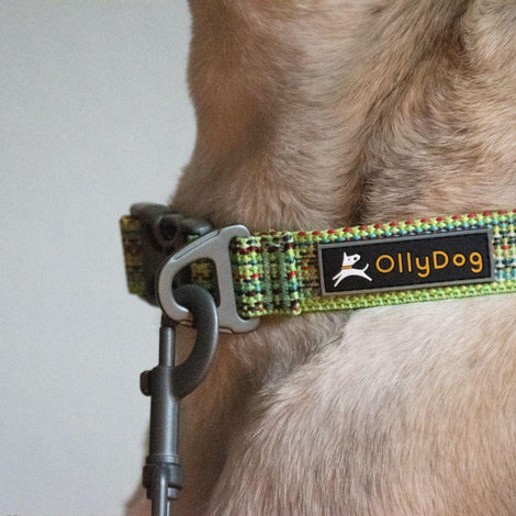 Collar Rústico para Perro PRISM GREEN Chico Verde Ollydog Ollydog 