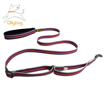 Correa Urbana para Perro WILD ASTER Violeta Ollydog Ollydog 